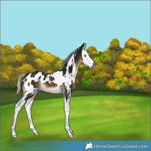 Horse Color:Gray White Spotted Silver Buckskin Splash Appaloosa 