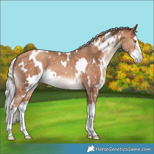 Horse Color:White Spotted Silver Sable Champagne Splash Appaloosa 
