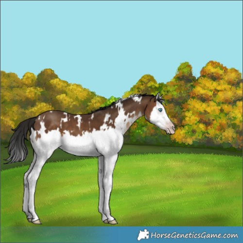 Horse Color:Gray White Spotted Sable Champagne Splash 
