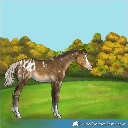 Horse Color:Gray White Spotted Silver Sable Cream Champagne Splash Appaloosa 