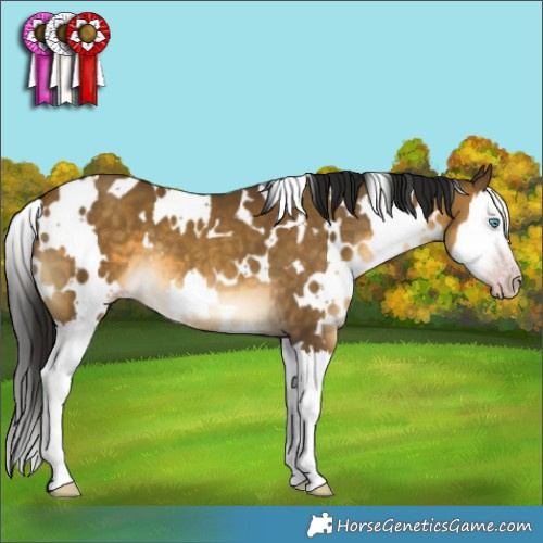 Horse Color:Gray White Spotted Sable Cream Champagne Splash 
