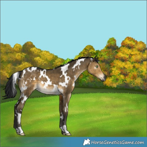 Horse Color:Gray White Spotted Buckskin Dun Brindle