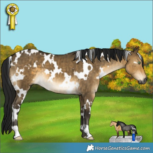 Horse Color:Gray White Spotted Buckskin Dun Brindle 