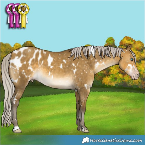 Horse Color:Gray White Spotted Silver Sable Cream Champagne Dun Appaloosa Brindle