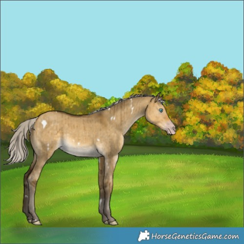 Horse Color:Gray White Spotted Silver Sable Cream Champagne Dun Brindle 