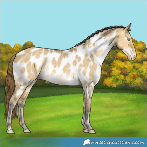 Horse Color:White Spotted Sable Cream Champagne Dun Appaloosa Brindle 