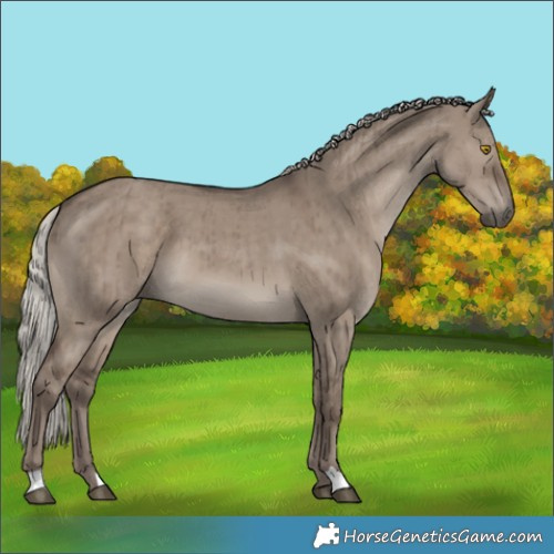 Horse Color:Silver Grullo Brindle 