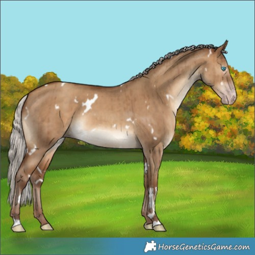 Horse Color:Gray White Spotted Silver Sable Champagne Dun Brindle 