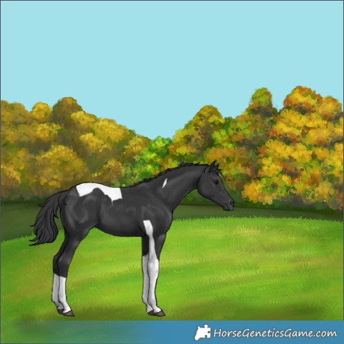 Horse Color:Black Tobiano 