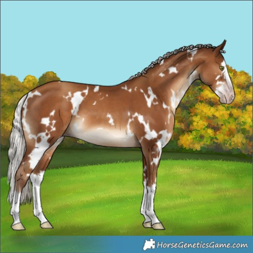 Horse Color:Gray White Spotted Silver Classic Champagne Splash 