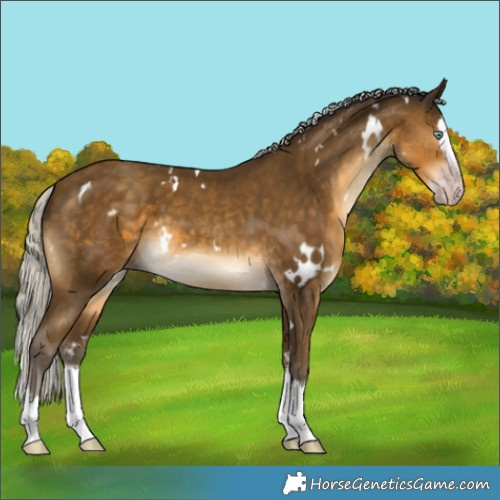 Horse Color:Gray White Spotted Silver Sable Cream Champagne Splash 