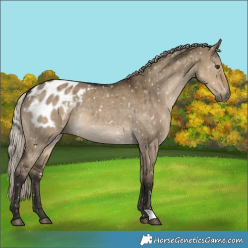 Horse Color:Gray Silver Smoky Grullo Appaloosa Brindle 