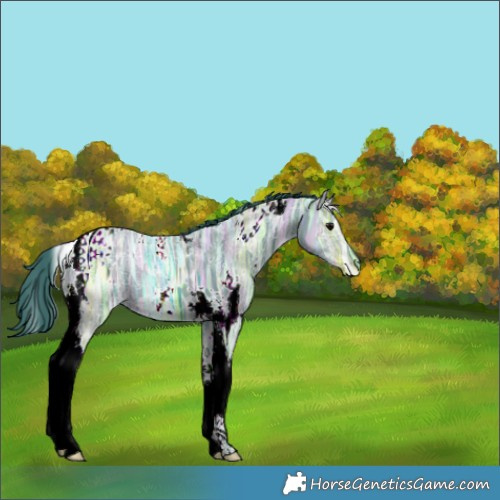Horse Color:Watercolor White Spotted Black Ice Tobiano