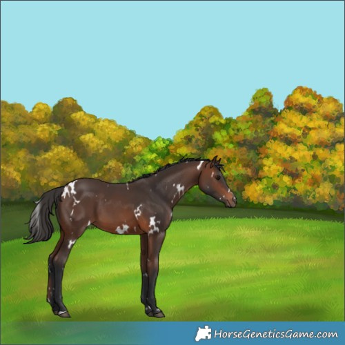 Horse Color:White Spotted Brown 