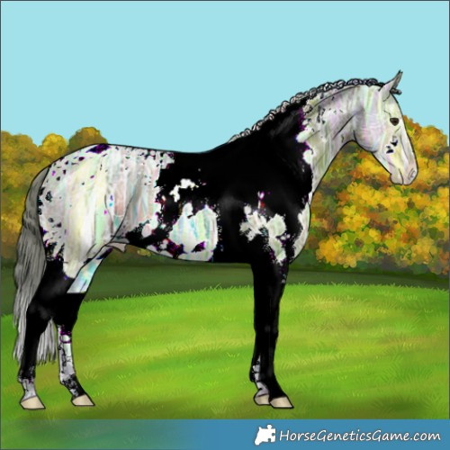 Horse Color:Nacre White Spotted Bay Ice Dun Tobiano