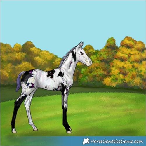 Horse Color:Watercolor White Spotted Brown Ice Dun Tobiano