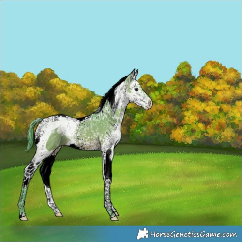 Horse Color:Watercolor White Spotted Brown Ice Dun Splash Tobiano