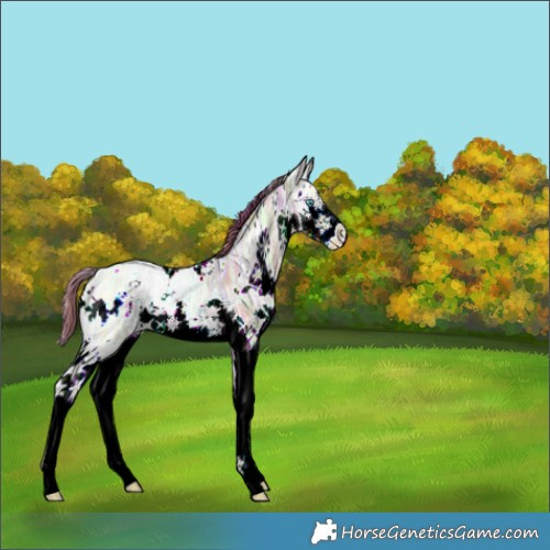 Horse Color:Nacre White Spotted Brown Ice Pearl Dun Splash