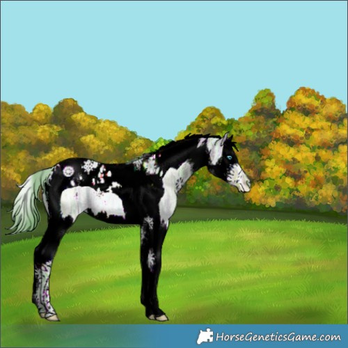 Horse Color:Watercolor Brown Ice Dun Splash Tobiano 