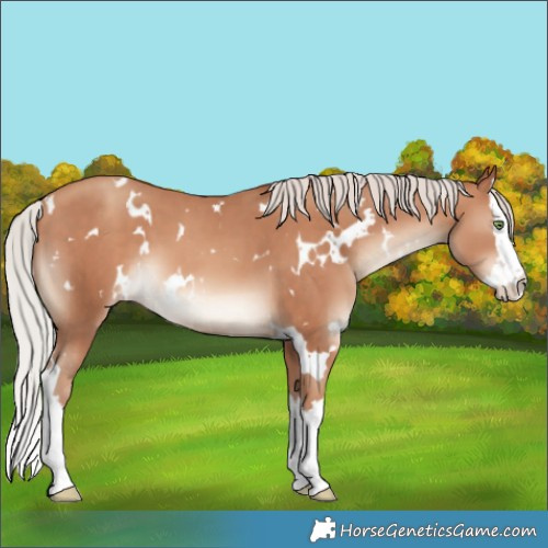 Horse Color:White Spotted Silver Sable Champagne Splash 