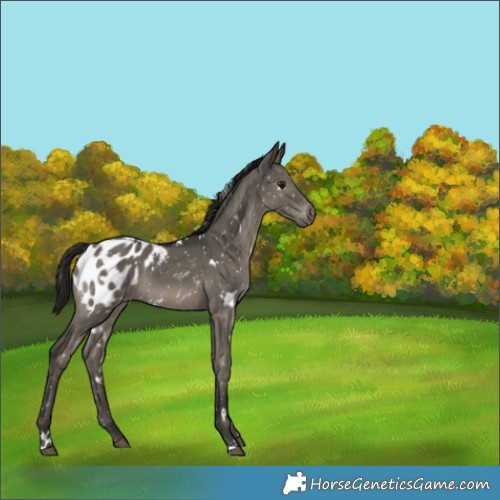 Horse Color:Gray White Spotted Smoky Grullo Appaloosa Brindle 