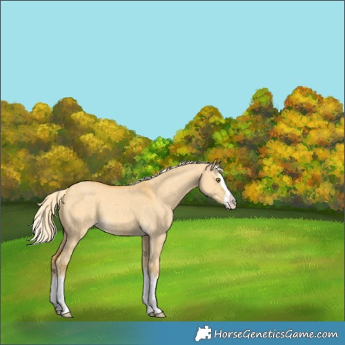 Horse Color:Palomino Dun Splash 