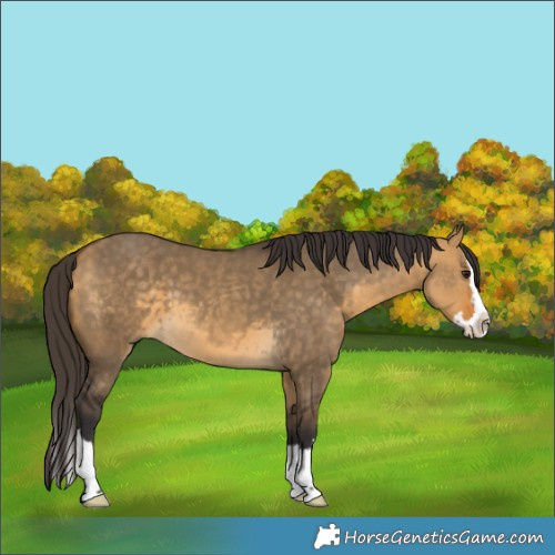 Horse Color:Buckskin Dun Splash 