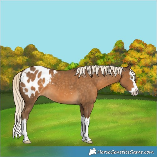 Horse Color:Chocolate Palomino Splash Appaloosa 