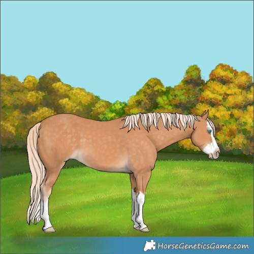 Horse Color:Gray Cremello Splash 