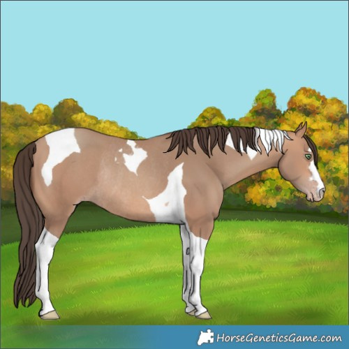 Horse Color:Amber Champagne Tobiano Rabicano 