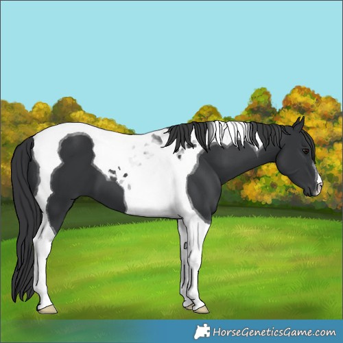 Horse Color:Black Tobiano