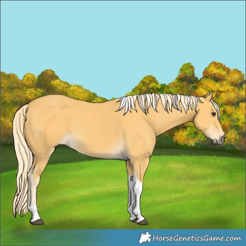 Horse Color:Palomino Tobiano 