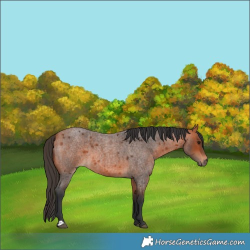 Horse Color:Bay Roan 