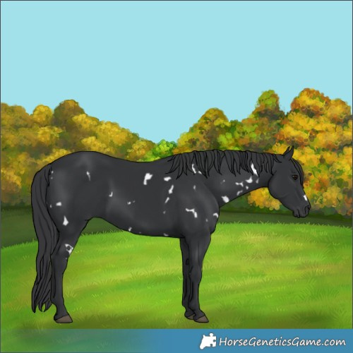 Horse Color:White Spotted Black