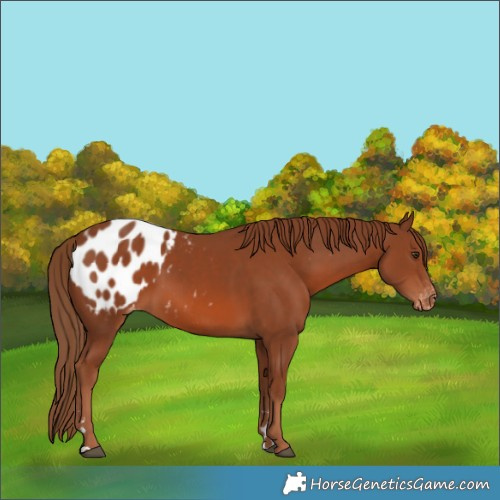 Horse Color:Chestnut Appaloosa 