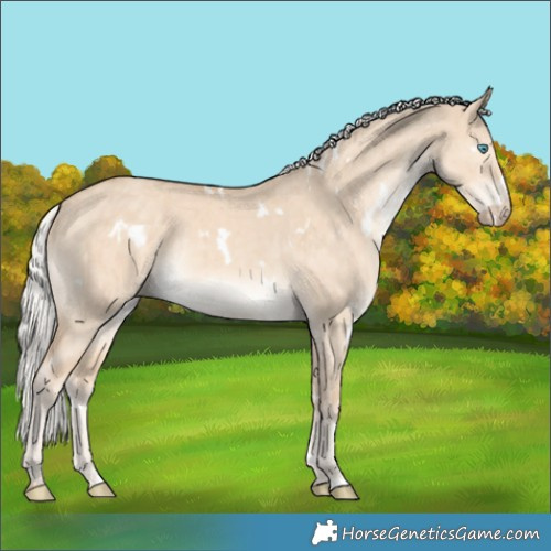 Horse Color:White Spotted Silver Perlino Dun Rabicano Brindle