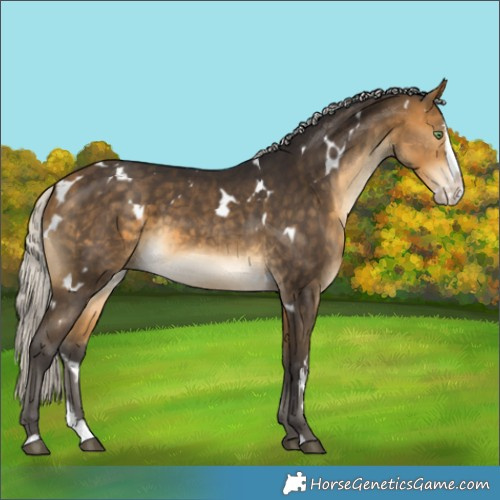 Horse Color:White Spotted Silver Buckskin Splash Rabicano