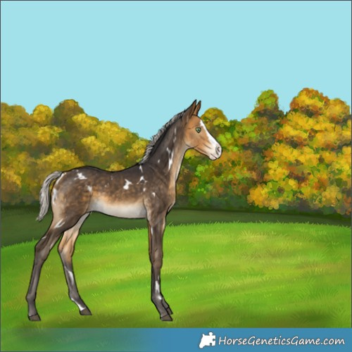 Horse Color:White Spotted Silver Buckskin Splash Rabicano 
