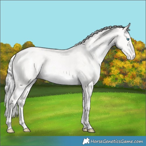 Horse Color:White Spotted Silver Perlino Appaloosa