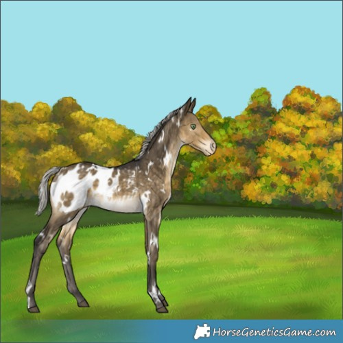 Horse Color:White Spotted Silver Buckskin Dun Appaloosa Brindle 