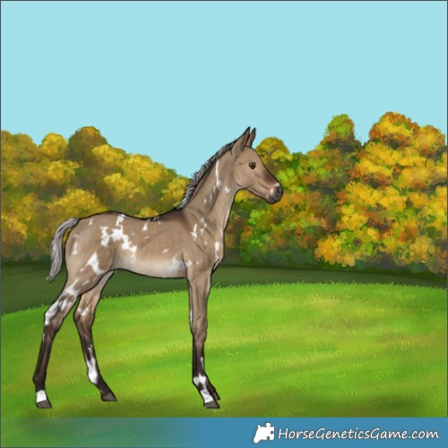 Horse Color:Gray White Spotted Silver Brown Dun 