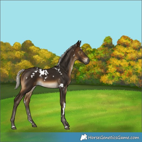 Horse Color:Gray White Spotted Silver Buckskin Rabicano 
