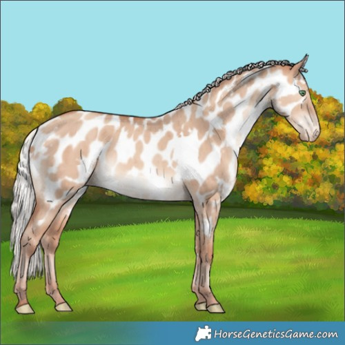Horse Color:White Spotted Silver Sable Champagne Dun Appaloosa Rabicano Brindle 