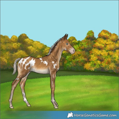 Horse Color:Gray White Spotted Silver Sable Cream Champagne Appaloosa Rabicano 