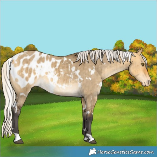Horse Color:White Spotted Silver Buckskin Dun Appaloosa Brindle