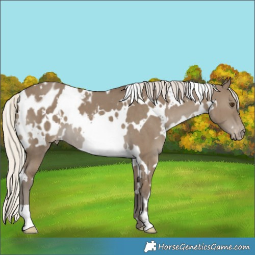 Horse Color:White Spotted Silver Smoky Grullo Appaloosa Brindle 
