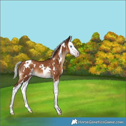 Horse Color:Gray White Spotted Silver Classic Champagne Splash 
