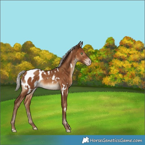 Horse Color:Gray White Spotted Silver Sable Champagne Appaloosa 