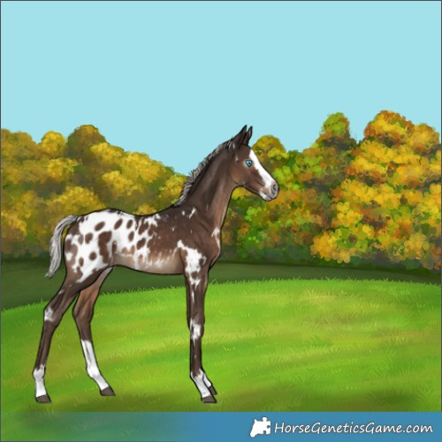 Horse Color:Gray White Spotted Silver Black Splash Appaloosa 