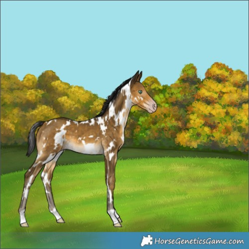 Horse Color:Gray White Spotted Sable Cream Champagne 